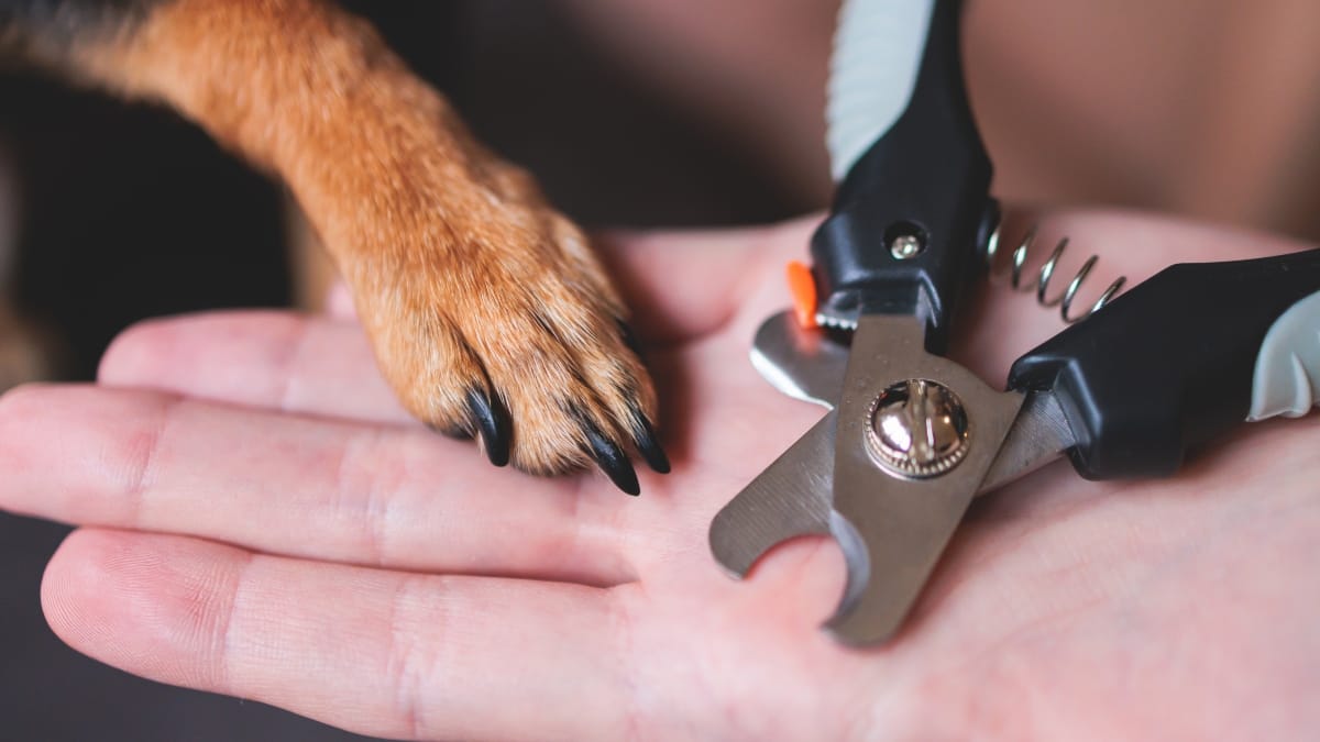 Hund Krallen schneiden Angst nehmen